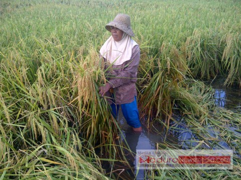 Petani saat mengikat tanaman padinya yang terendam air