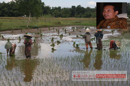 para petani saat melakukan tanam padi, isnsert, Kadispartanak, A Fanani