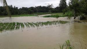 tanamn padi yang terendam banjir